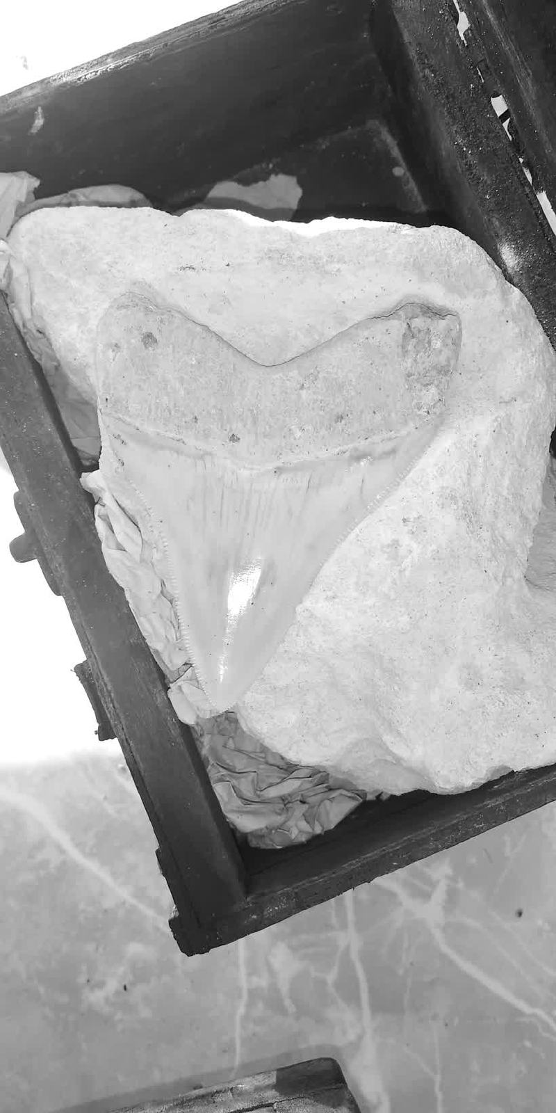 Diente de megalodón de Moca, aún incrustado en la caliza